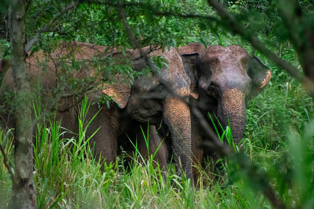 Hot air balloons at sunrise